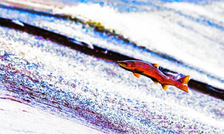 Swimming Upstream