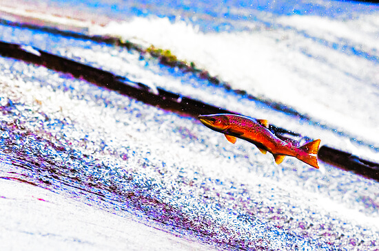 Swimming Upstream