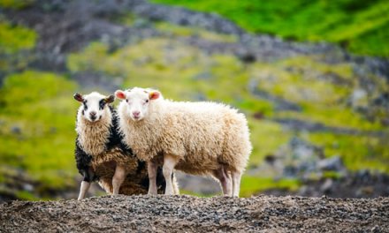 Lambs Among Wolves