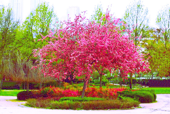 Garden in Manhattan — Josiah Queen